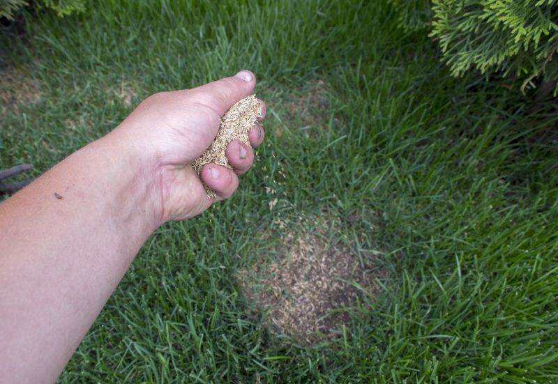 Lawn Seeding in Ventura County, CA