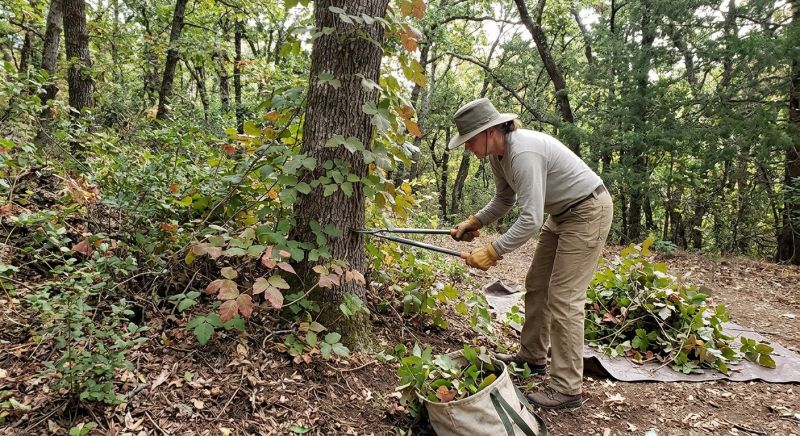 Poison Ivy Removal in Pottstown, PA