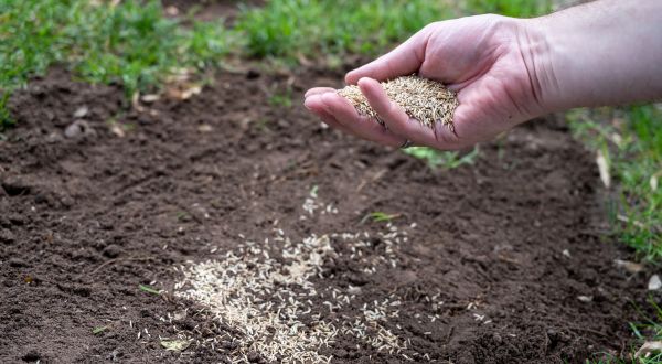 Residential Lawn Seeding Service