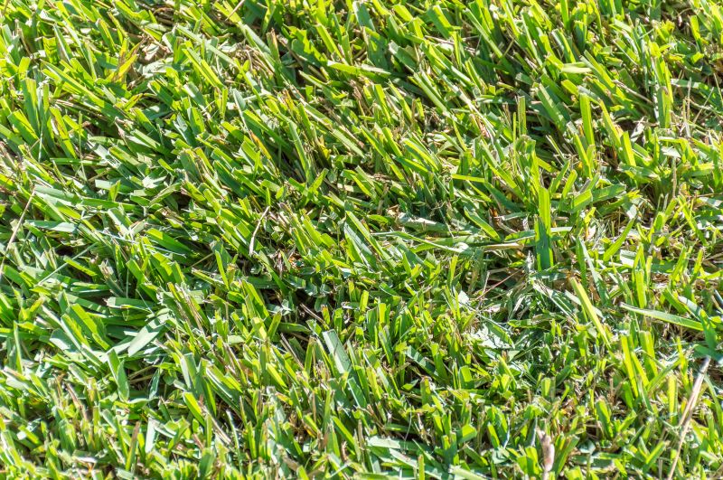 Centipede Sod Installation in Ventura County, CA