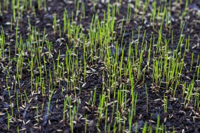 Cost of Lawn Seeding — Cost of Lawn Seeding