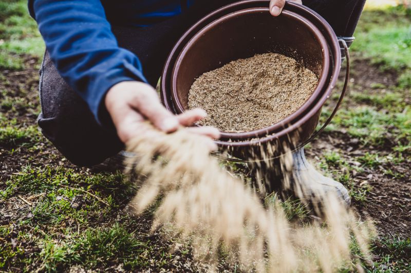 Cost of Lawn Seeding — Cost of Lawn Seeding