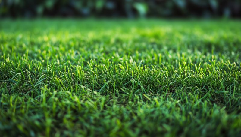 Grass Replacement in Honolulu, HI