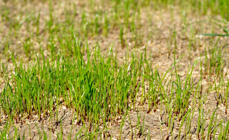 Grass Seeding Service in Honolulu, HI