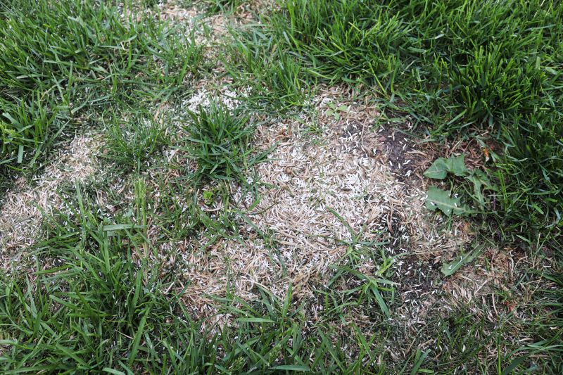 Professional Lawn Seeding Results