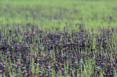 New Construction Lawn Seeding in Ventura County, CA