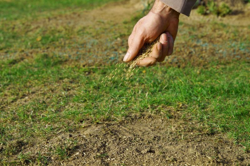 Lawn Seeding Consultation