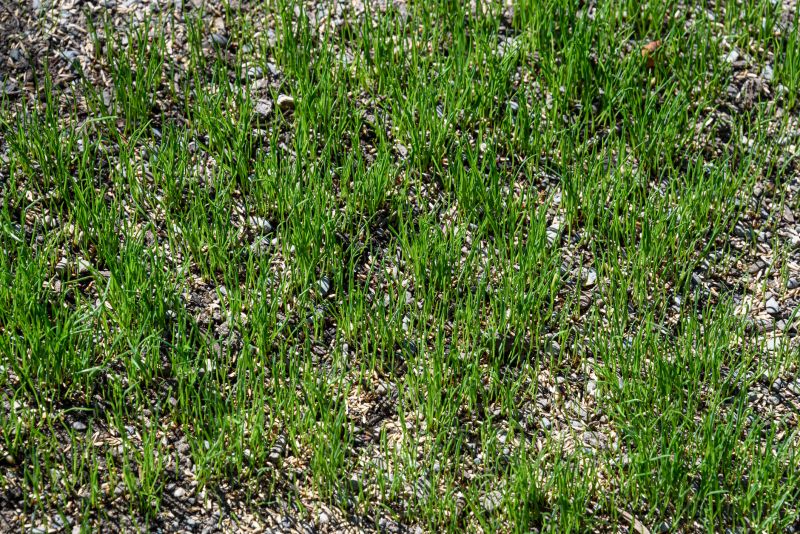 Residential Lawn Seeding in Honolulu, HI
