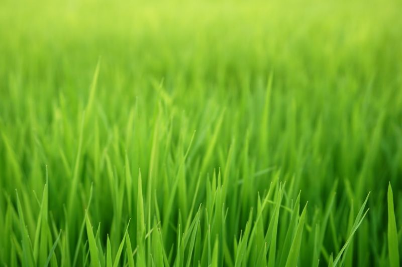 Spring Grass Seeding in Honolulu, HI