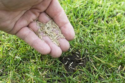 Spring Grass Seeding in Ventura County, CA