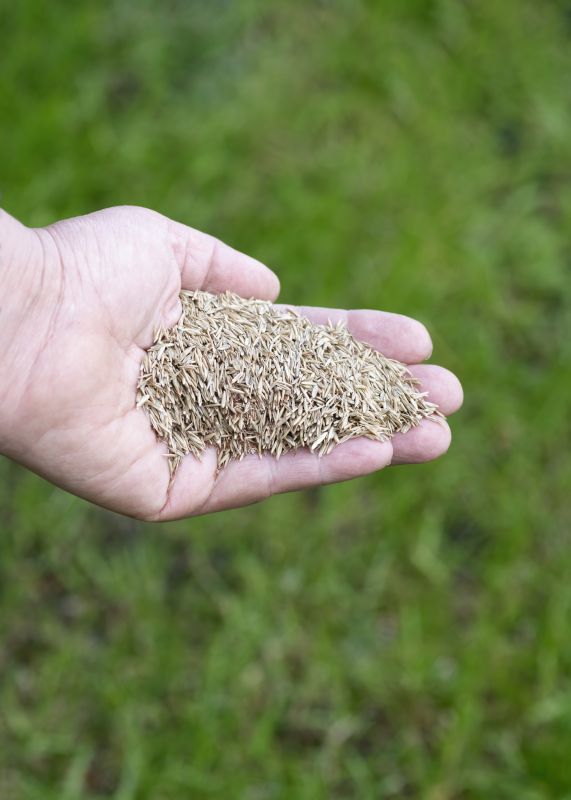 Spring Grass Seeding in Ventura County, CA