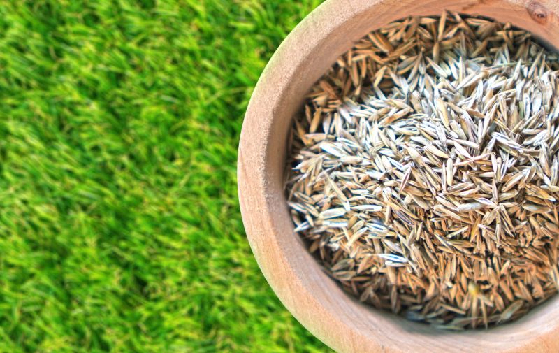 Spring Lawn Overseeding in Ventura County, CA