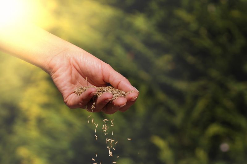 Turf Seeding in Ventura County, CA