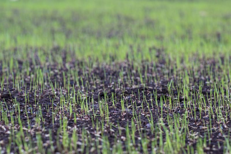 Turf Seeding in Ventura County, CA