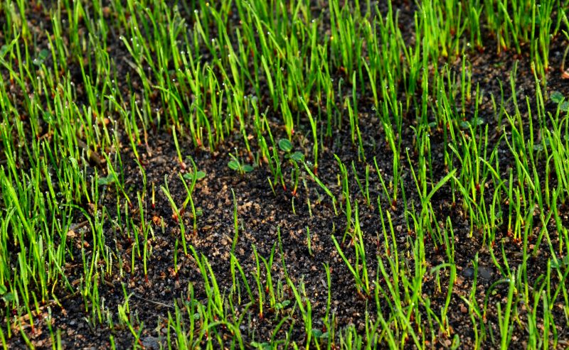 Turf Seeding in Ventura County, CA