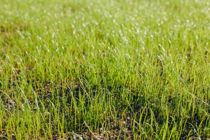 Yard Overseeding in Ventura County, CA